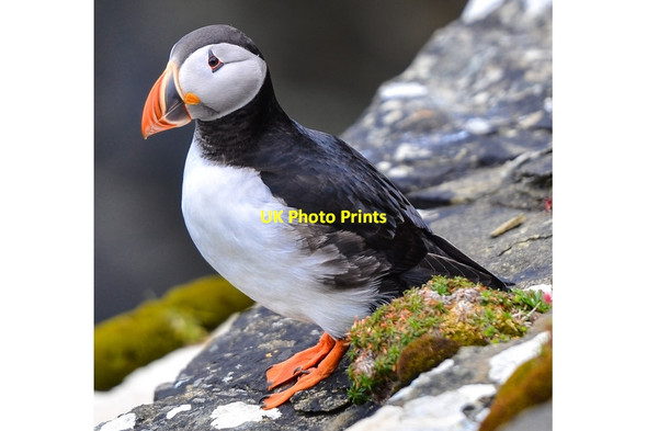 Photo 6"x4" Proud as a Puffin Rapness c2013