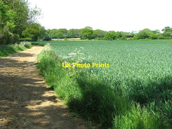 Photo 6"x4" Footpath to Raveningham Road Bull's Green\/TM4194 c2013