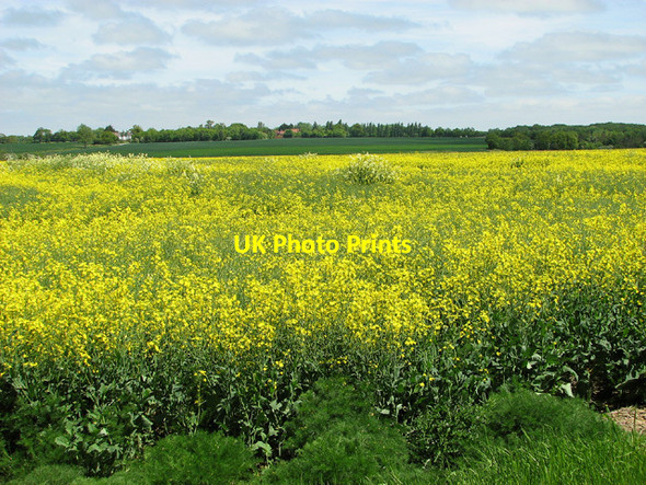 Photo 6"x4" Oilseed rape fields on Windle Hills Waterloo\/TM4293 c2013