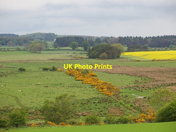 Photo 6"x4" South Charlton Bog South Charlton c2013