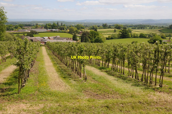 Photo 6"x4" Orchard above Woodend Farm Ganders Green c2013