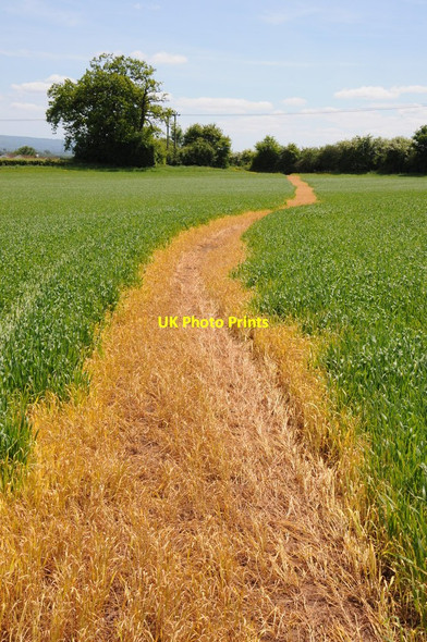 Photo 6"x4" Footpath through a crop Elton\/SO6913 c2013