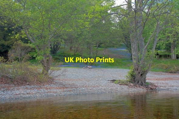 Photo 6"x4" Tree on the Beach, Inchlonaig Luss c2013