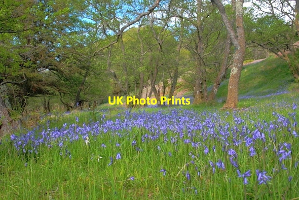 Photo 6"x4" Bluebells, Inchlonaig Luss c2013