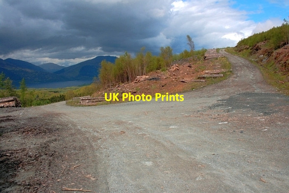 Photo 6"x4" Forest Road Junction Rowardennan Forest c2013