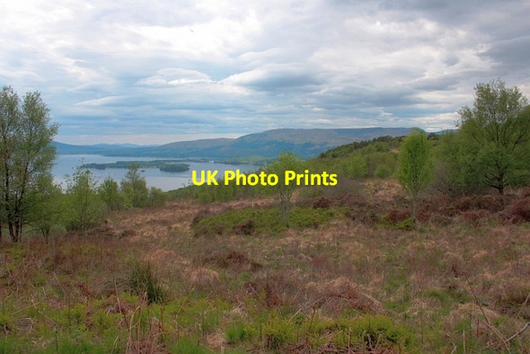 Photo 6"x4" Cashell Forest Balmaha c2013