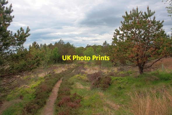 Photo 6"x4" Path, Cashell Forest Blair Burn c2013