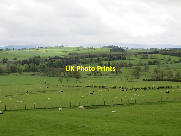 Photo 6"x4" Grassland, Great Ryle Alnham c2013