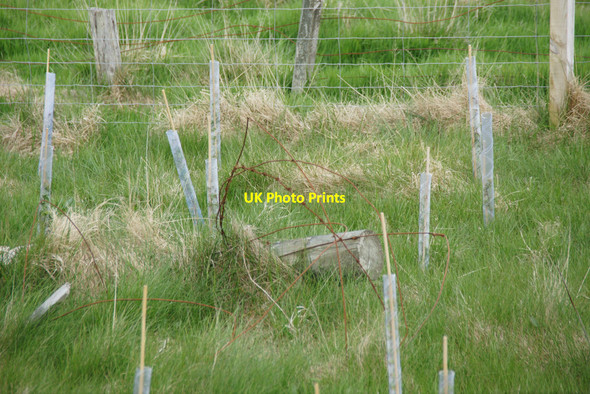 Photo 6"x4" Newly planted trees at the new Mid Yell school Mid Yell c2013