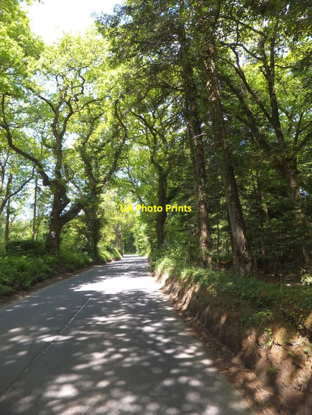 Photo 6"x4" Woodland by B3216 north-west of Jacobstowe Jacobstowe c2013