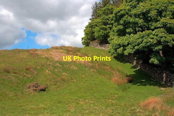 Photo 6"x4" Edge of Copse, Bollihope Burn Bollihope c2013