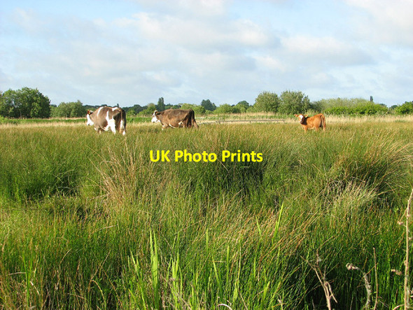 Photo 6"x4" Cattle grazing in Carlton Marshes Oulton Broad c2013