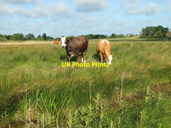 Photo 6"x4" Cattle grazing in Carlton Marshes Oulton Broad c2013