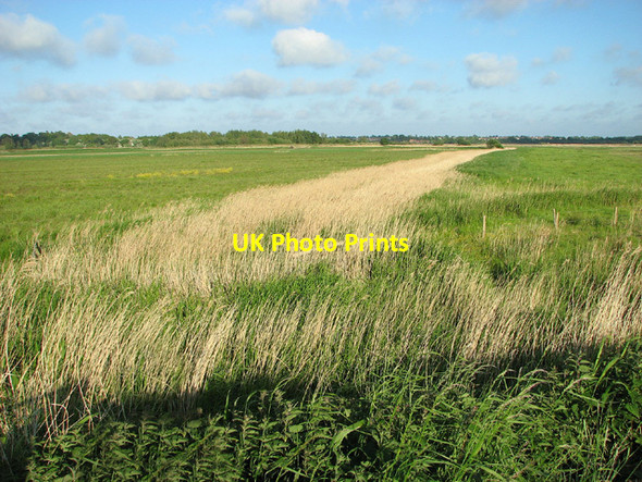 Photo 6"x4" Reeds in Share Marsh Oulton Broad c2013