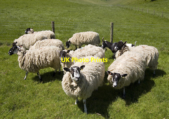 Photo 6"x4" Nine sheep, one goat, near Huggate Huggate c2013