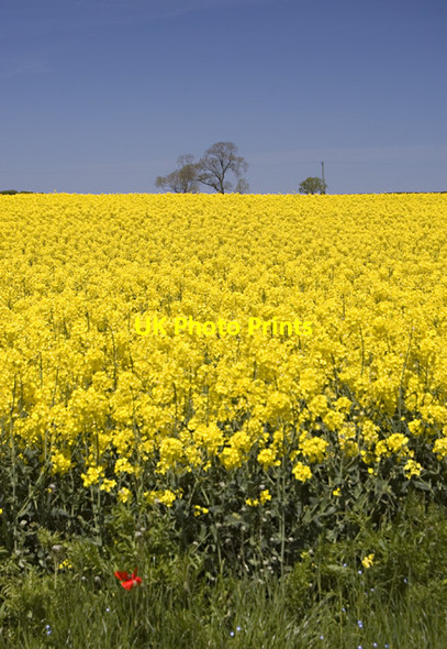 Photo 6"x4" Field near Wold House Farm Huggate c2013