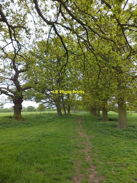 Photo 6"x4" Path through Hanbury Hall park  Astwood\/SO9365 c2013