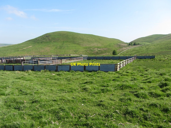 Photo 6"x4" Sheep pens beside Dere Street Upper Hindhope c2013