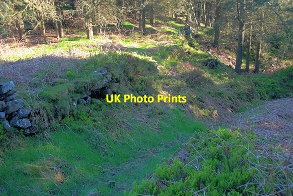 Photo 6"x4" Sunken Track, East Bank Plantation Seave Green c2013