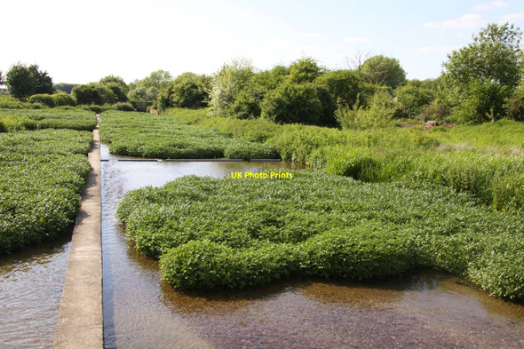 Photo 6"x4" Watercress beds in Ewelme Brook Ewelme c2013 P1