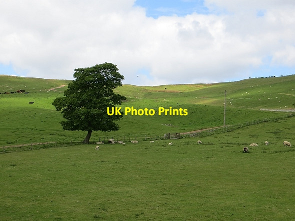 Photo 6"x4" Upland grazing, Biddlestone Clennell c2013