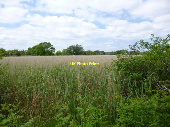 Photo 6"x4" Hartland, reedbeds Bushey\/SY9883 c2013