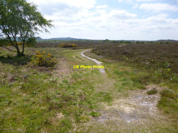 Photo 6"x4" Hartland Moor, track Bushey\/SY9883 c2013
