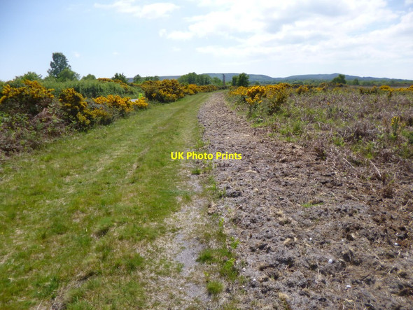 Photo 6"x4" Hartland Moor, track Bushey\/SY9883 c2013