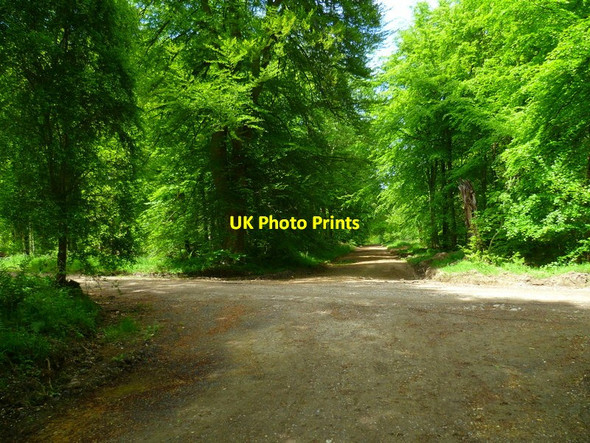 Photo 6"x4" The Orange Way in Wiltshire (377) Durley\/SU2364 c2013