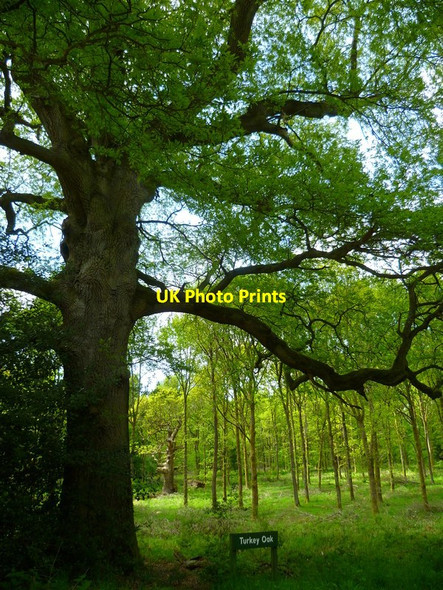 Photo 6"x4" The Orange Way in Wiltshire (378) Durley\/SU2364 c2013