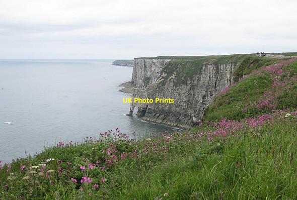 Photo 6"x4" Clifftop flora, Bempton Cliffs Bempton c2013