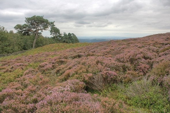 Photo 6"x4" Heather Moorland Above Cross Plantation Low Mill\/SE6795 c2008