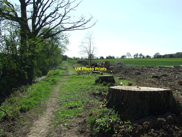 Photo 6"x4" Just Stumps Bulmer\/TL8440 c2013