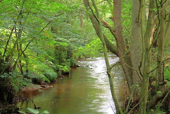 Photo 6"x4" River Dove Lowna c2008
