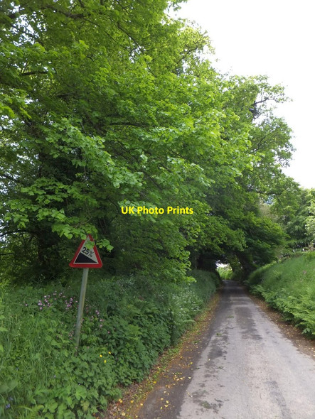 Photo 6"x4" Road and woodland west of Affeton Castle West Worlington c2013