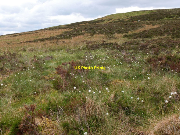 Photo 6"x4" Cotton grass on Peat Hill Brakehope Rig c2013