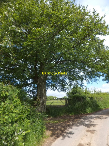 Photo 6"x4" Tree and gate on road west of Cheldon Cheldon c2013