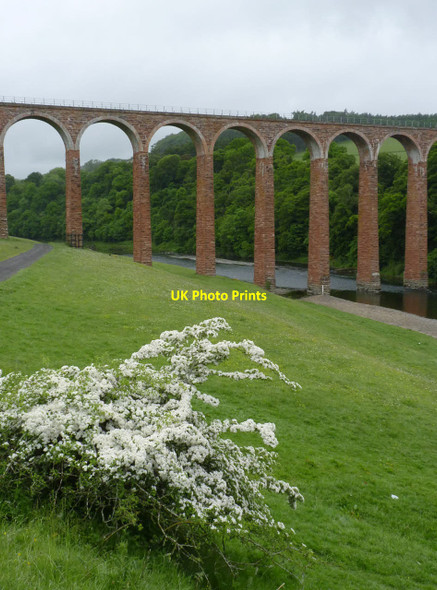 Photo 6"x4" May in June Newstead\/NT5634 c2013