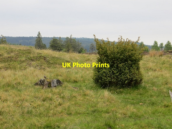 Photo 6"x4" Pruned juniper Dalguise c2013