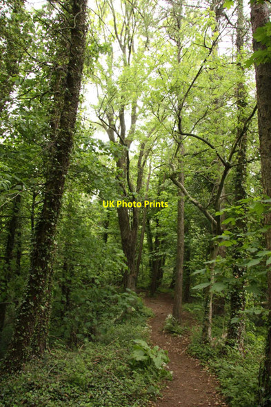 Photo 6"x4" The Limestone Trail on Fish Hill Broadway\/SP0937 c2013