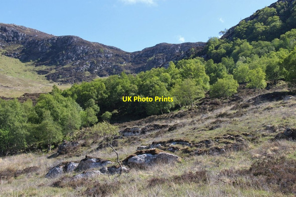 Photo 6"x4" Birch clad slopes of Creag na Faoilinn Creag Coire an Eich c2013