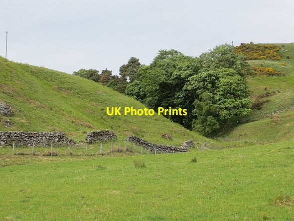 Photo 6"x4" Trees beside the Kirk Burn Woodhouselee c2013
