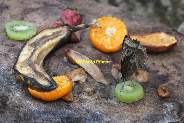 Photo 6"x4" Butterfly on fruit, Butterfly World, Lasswade Lasswade c2013
