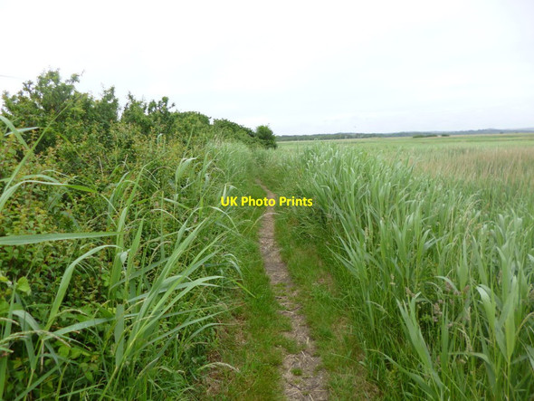 Photo 6"x4" Swineham, footpath Wareham c2013
