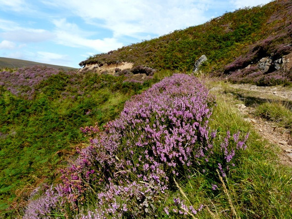 Photo 6"x4" Track by the steep ravine of Kintradwell burn Achrimsdale c2008