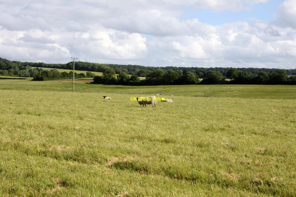 Photo 6"x4" A field of sheep near Cross Farm Ipsden c2013