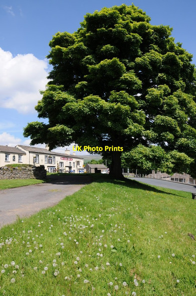 Photo 6"x4" Oak tree in Bainbridge Bainbridge c2013