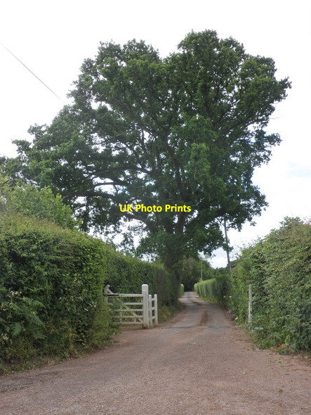 Photo 6"x4" Access road to Cutley Farm Fulford\/ST2029 c2013