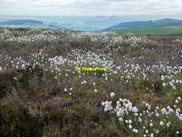 Photo 6"x4" Cotton grass, Brown Knowe Hangingshaw\/NT3930 c2013