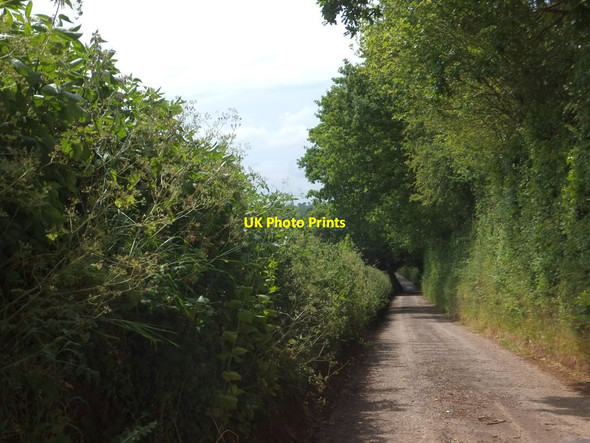 Photo 6"x4" Lane at Ashley leading to Bowley Cadbury\/SS9104 c2013